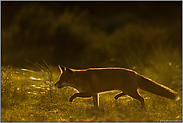 schnürender Fuchs... Rotfuchs *Vulpes vulpes*