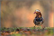 der Blick zurück... Mandarinente *Aix galericulata*