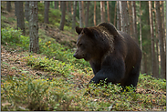 wanderfreudig... Europäischer Braunbär *Ursus arctos* zieht durch einen Wald
