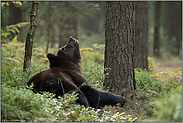 Hans guck' in die Luft... Europäischer Braunbär *Ursus arctos*