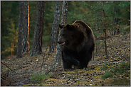 unterwegs... Europäischer Braunbär *Ursus arctos* streift durch den Wald