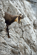 in der Wand... Gämse  *Rupicapra rupicapra*, Gamskitz  / Jährling im steilen Fels