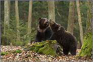 Diskussionen... Europäische Braunbären *Ursus arctos*