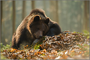 schachmatt... Europäischer Braunbär *Ursus arctos* ruht auf einem Stein