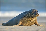 imposante Erscheinung... Kegelrobbe *Halichoerus grypus*, Bulle am Strand