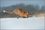 Fuchs buddelt im Schnee... Rotfuchs *Vulpes vulpes*
