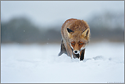 Fuchs im Winter... Rotfuchs *Vulpes vulpes* im Schnee