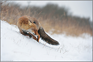 Fuchs im Schnee... Rotfuchs *Vulpes vulpes*
