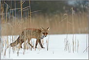 verschlagener Blick... Rotfuchs *Vulpes vulpes* im Schilf im Winter