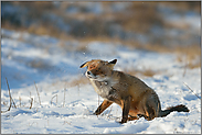 Schlappi... Rotfuchs *Vulpes vulpes* schüttelt sich Schnee aus dem Fell