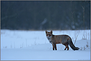 Fuchs im Winter am späten Abend... Rotfuchs *Vulpes vulpes* im Schnee