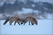Schnupperkurs... Rotfüchse *Vulpes vulpes* bei Schneefall