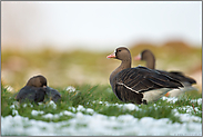 ein kleiner Trup... Blässgänse *Anser albifrons* im Winter am Niederrhein