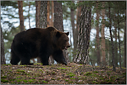 Meister Petz... Europäischer Braunbär *Ursus arctos*