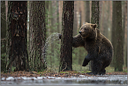 Kampf mit dem Baum... Europäischer Braunbär *Ursus arctos*