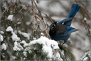 auf dem Sprung... Diademhäher *Cyanocitta stelleri*