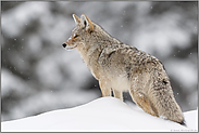 auf dem Ausguck... Kojote *Canis latrans*