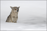 sitzen, beobachten, abwarten... Kojote *Canis latrans*