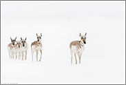 ziehend... Gabelbock *Antilocapra americana*