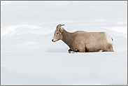 beschwerlicher Weg... Dickhornschaf *Ovis canadensis*