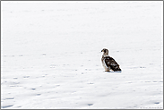 Jungvogel... Weisskopfseeadler *Haliaeetus leucocephalus*