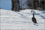 gleißendes Licht... Beifußhuhn *Centrocercus urophasianus*