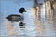 kleine Ente... Spatelente *Bucephala islandica*