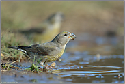 an der Wasserstelle... Kiefernkreuzschnabel *Loxia pytyopsittacus*