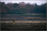 Offenlandschaft... Reh *Capreolus capreolus*