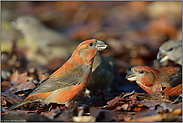 unter Eichen... Kiefernkreuzschnaebel *Loxia pytyopsittacus*