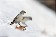 bessere Zeiten... Schneesperling *Montifringilla nivalis*