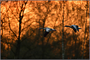 Lichtstimmungen... Graugänse *Anser anser*