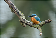 natürlicher Ansitz... Eisvogel *Alcedo atthis*