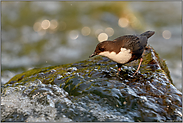 mitten in den Fluten... Wasseramsel *Cinclus cinclus*