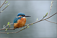 das Frühjahr naht... Eisvogel *Alcedo atthis*