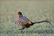 Balztanz... Jagdfasan *Phasianus colchicus* in der Feldflur