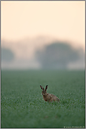 frühmorgens auf den Feldern... Feldhase *Lepus europaeus* kurz vor Sonnenaufgang