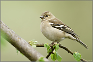 Buchfinkweibchen im Frühjahr...  Buchfink *Fringilla coelebs*