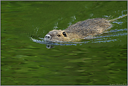 Lichtspiegelungen... Nutria *Myocastor coypus*