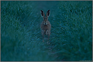 Frühaufsteher... Feldhase *Lepus europaeus*