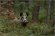 vorsichtiger Blick aus dem Unterholz... Wildschwein *Sus scrofa*