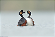 sie mögen sich... Schwarzhalstaucher *Podiceps nigricollis* beim Hochzeitstanz