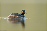 Junggeselle... Schwarzhalstaucher *Podiceps nigricollis*