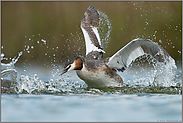 Attacke... Haubentaucher *Podiceps cristatus* vertreibt einen Reviereindringling / Nebenbuhler