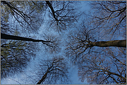 ein Blick zum Himmel... Baumkronen *Fagus sylvatica*