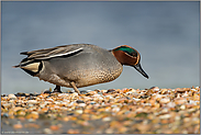 zwischen Muschelschalen... Krickente *Anas crecca*, Erpel bei der Nahrungssuche auf einer Muschelbank im Wattenmeer