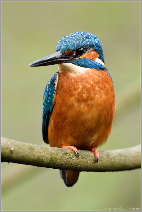 kräftiger, langer und spitzer Schnabel... Eisvogel *Alcedo atthis