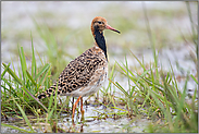 elegant...  Kampfläufer *Philomachus pugnax* auf dem Durchzug