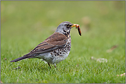 mit dicken Wurm... Wacholderdrossel *Turdus pilaris* bei der Nahrungssuche