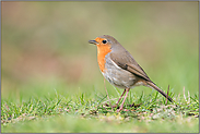 Singvogel... Rotkehlchen *Erithacus rubecula*